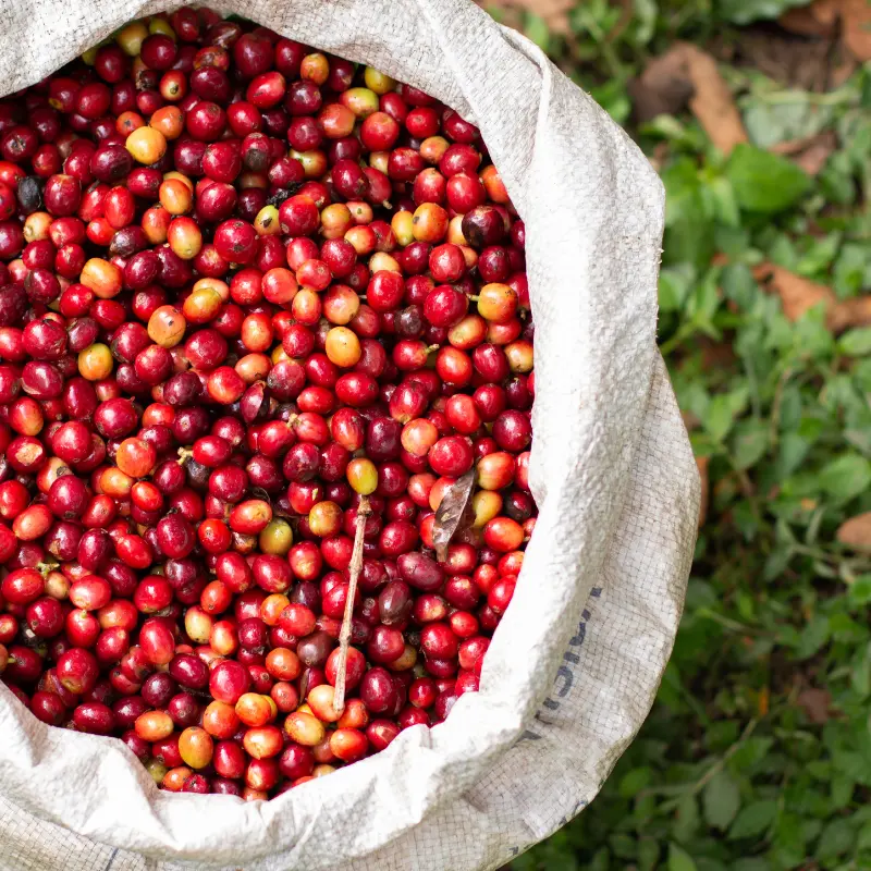 Papúa Nueva Guinea - Imagen 3